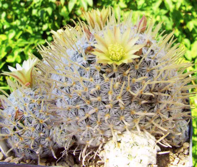Mammillaria_duwei.jpg