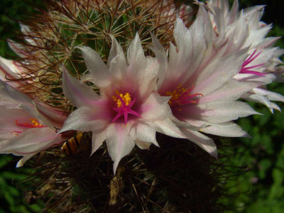 Mammillaria_fraileana.jpg