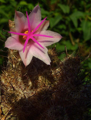 Mammillaria_yaquensis.jpg