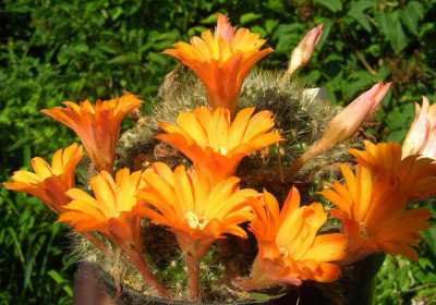 Rebutia_marsoneri.jpg