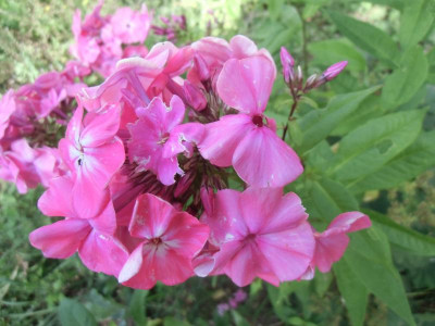 Phlox_alt1_31.07.2015.JPG
