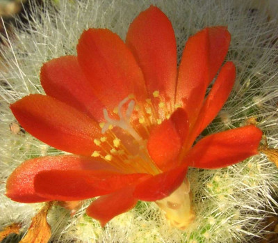 Rebutia_wessneriana.jpg