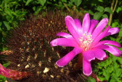 Sulcorebutia_swoboda.jpg