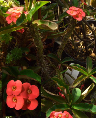 Euphorbia_milii_ssp._tenuispina.jpg