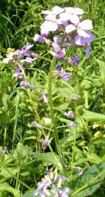 IMAG0015kl.jpg