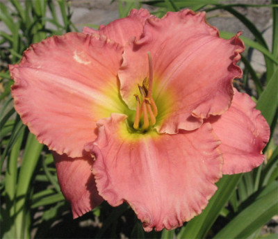 189-8992ab_IMG.jpg