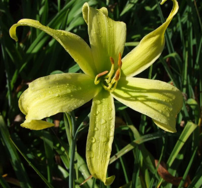 2015_0805lastHemerocallisnoch0071.jpg