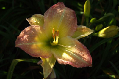 2015_0805lastHemerocallisnoch0059.JPG