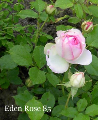 20040608_r_eden_rose_85.jpg