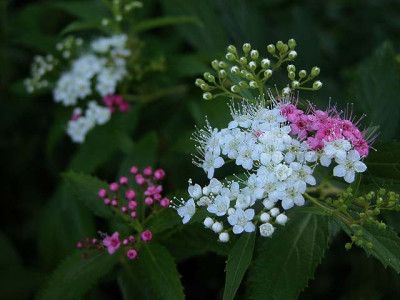 spirea_zweifarbig.jpg