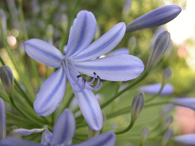 agapanthus52159.JPG