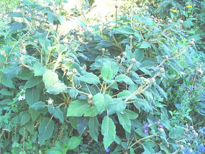 Hydrangea_villosa_fars.jpg