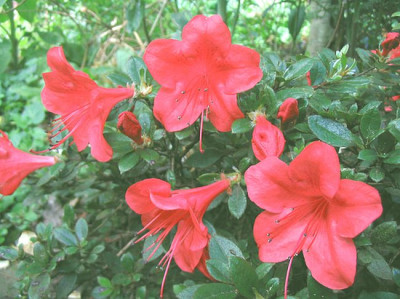 Rhododendron_nakaharae_Mariko_fars.jpg