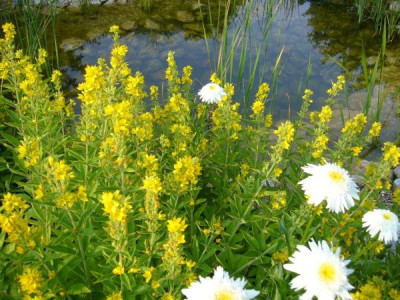 Lysimachia_und_Leucanthemum.jpg