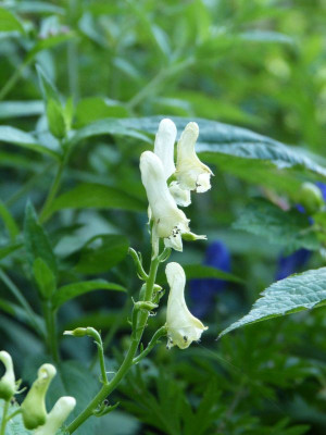 2015-08-06 Aconitum.jpg