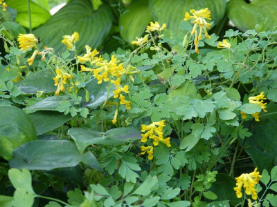 2015-08-06 Corydalis lutea.jpg