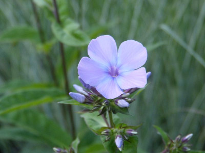 2015-08-06 Phlox 'Blue Evening'.jpg