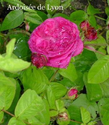 20040606_Ardoisee_de_Lyon.jpg