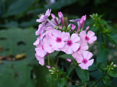 2015-08-06 Phlox 'Oleander' 1.jpg