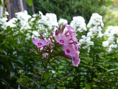 2015-08-06 Phlox 'Oleander' 2.jpg