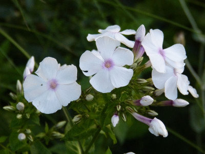 2015-08-06 Phlox 'September Charme'.jpg