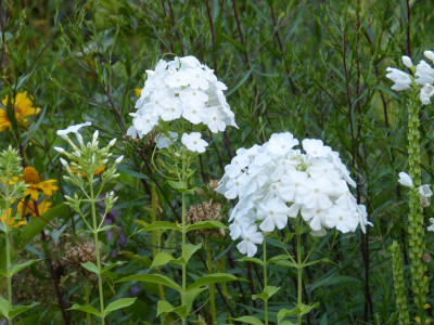 2015-08-06 Phlox 'Weiße Wolke'.jpg