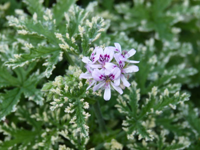 2015-08-06 Pelargonium 'Fragrant Frosty'.jpg