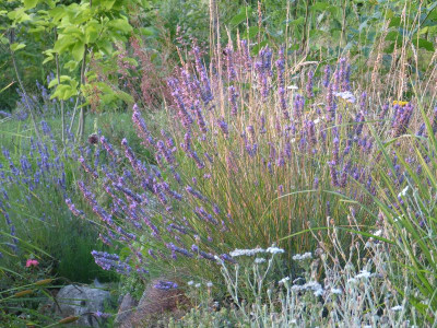 2015-08-06 Gartenimpressionen.jpg