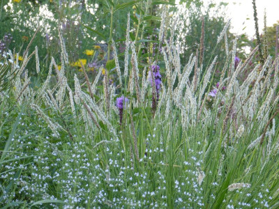 2015-08-06 Gartenimpressionen 3.jpg