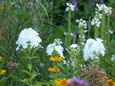 2015-08-06 Gartenimpressionen 2.jpg