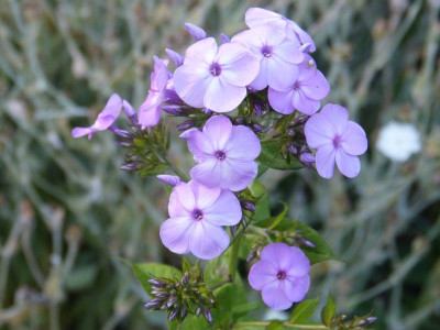 2015-08-06 Phlox 'David's Lavender'.jpg