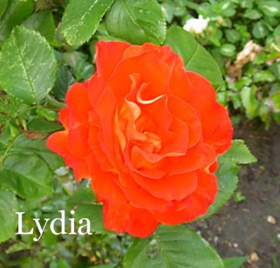 20040608_r_lydia.jpg