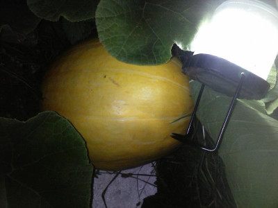 CAM00405.jpg