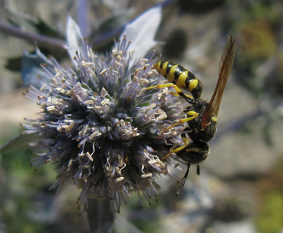 IMG_5648_Bienenwolf_auf_Eryngium_6Aug2015_.jpg