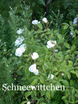 20040608_r_schneewittchen.jpg