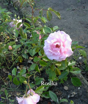 20040608_r_rosika.jpg