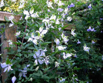 2.7.06._Clematis_viticella_Alba_Luxurians__006.JPG