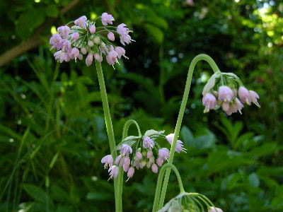 allium_eins.JPG