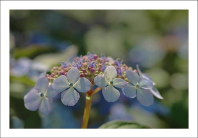 Hortensia_1_02-07-2006.jpg