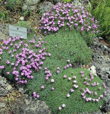 2006-07-02_006.JPG