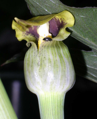 Arisaema_flavum_2006-07-01.JPG