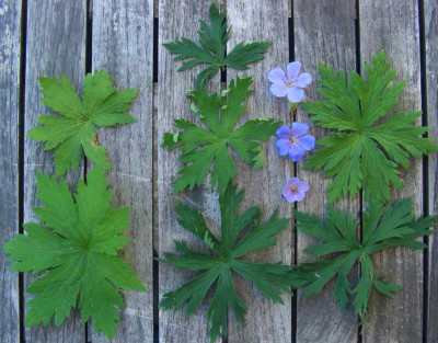Geranium-Blatter.jpg