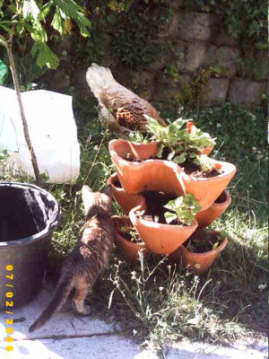 2006_0702Bild0035.JPG
