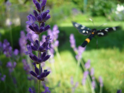 Lavendel.jpg