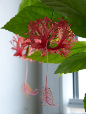 2015-08-07 Hibiscus schizopetalus.jpg