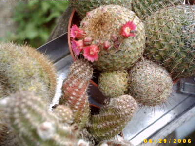 2006_0702Bild0008.JPG