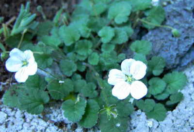 2.7.06._Erodium_reichardii_017.JPG