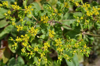 Eriogonum_allenii-LittleRascal.15-2.jpg