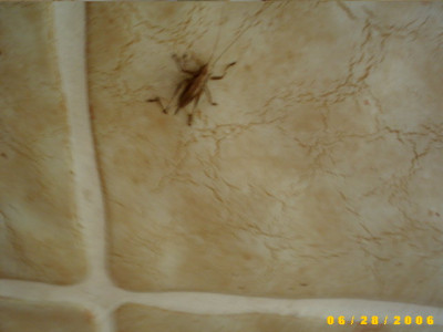 2006_0702Bild0002.JPG