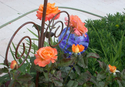 Flora_Danica_T2_28879.jpg
